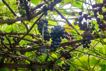 Grapes on a branch
