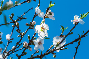 Almond blossoms on a blue sky background..
