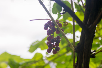 Grapes on a branch