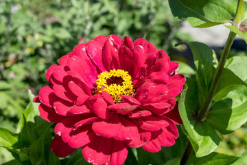 Flower / Closeup of a beautiful flower