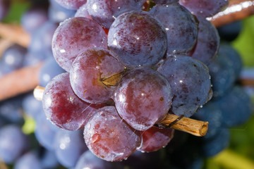 Grapes on a branch