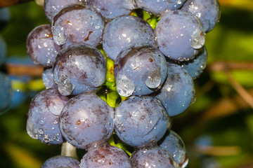 Grapes on a branch