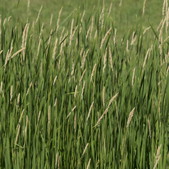 Fototapeta premium Closeup of wheat field, East Selkirk, Manitoba, Canada