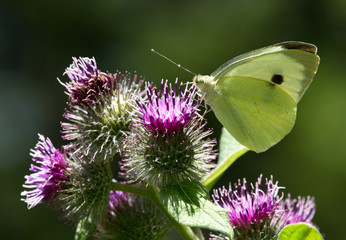macrophotographie d'un papillon: Piéride de la rave (Pieris rapae)