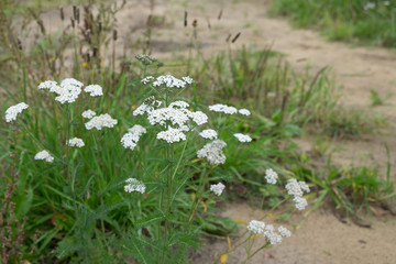 Medicinal plant Siberian Yarrow - Achillea millefolium .