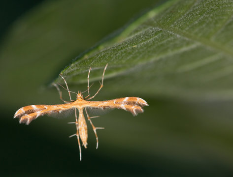 macrophotographie d'un papillon: Pt&eacute;rophore du tussilage (Platyptilia gonodactyla)