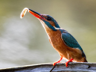 kingfisher