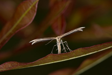 macrophotographie d'un papillon: Ptérophore blanc (Pterophorus pentadactyla)