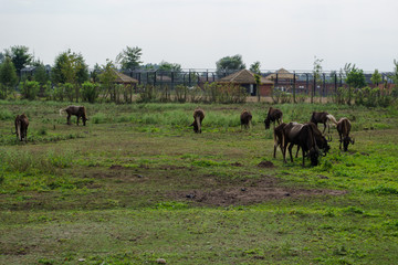 Gnu Brunatne - występuje w Afryce