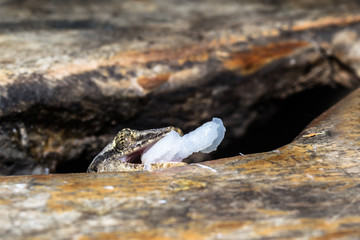 House gecko