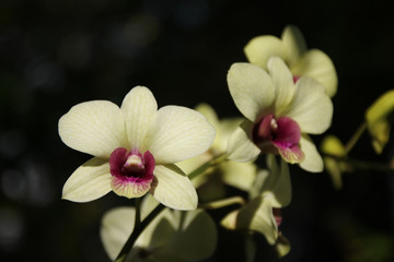 Yellow  and soft Pink orchid flower