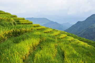 The terraced fields scenery in autumn
