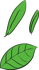 Sketch of leaf