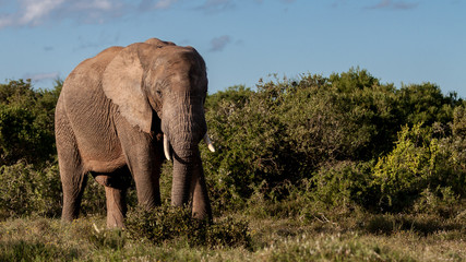Fototapeta na wymiar The Elephant - The African bush elephant