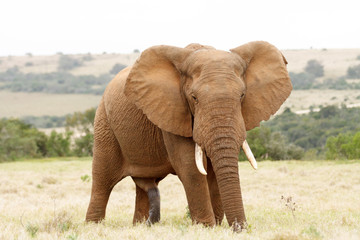 Fototapeta na wymiar One Big .. African Bush Elephant