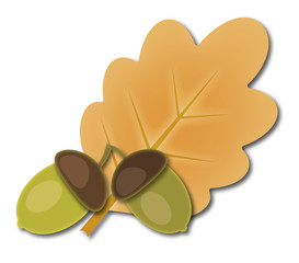 Two acorns and oak leaf