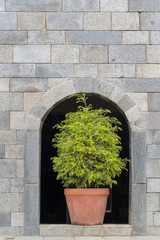Potted plants placed in front of a cement wall.
