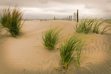White sand dunes with a fence and grass.