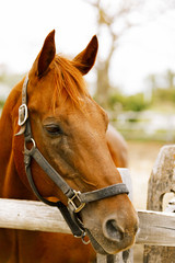 Obraz premium Racehorse portrait.