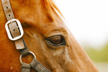 Racehorse portrait.