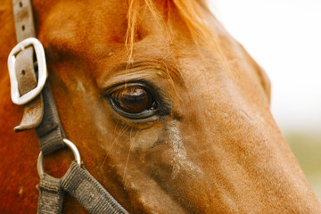 Racehorse portrait.