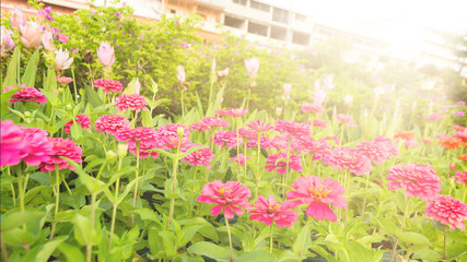 Fototapeta premium Beautiful flowers