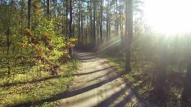 Drone flies through the autumn forest