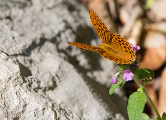 macrophotographie d'un papillon: Tabac d'Espagne (Argynnis paphia)