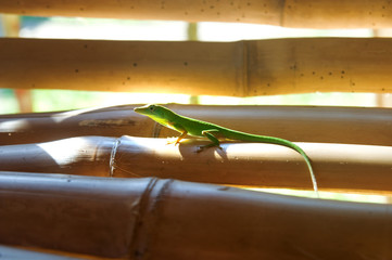 a small green lizard sitting on a wall of bamboo