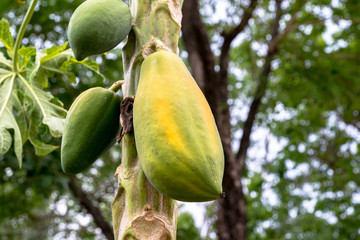 papaya