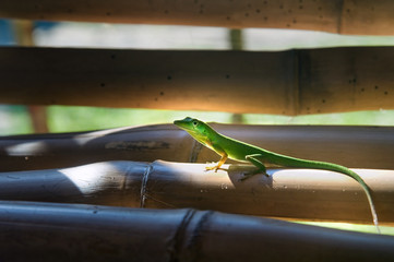 a small green lizard sitting on a wall of bamboo