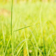 water drops on grass