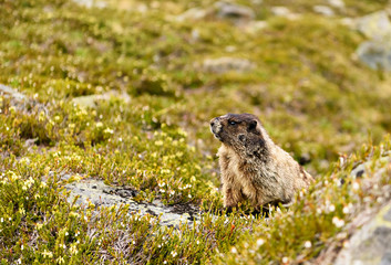 A hoary marmot at Wedge mount lake British Columbia, Canada in a summer meadow field