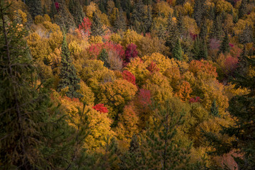 Colorfull trees in Canada