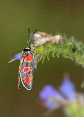 macrophotographie d'un papillon: Zygène du sainfoin (Zygaena carniolica)