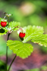 Wild strawberries in the woods