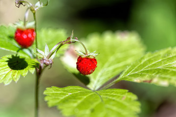 Wild strawberries in the woods