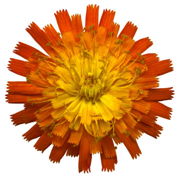 OrangeHabichtskraut2
