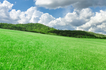 grass field under blue sky