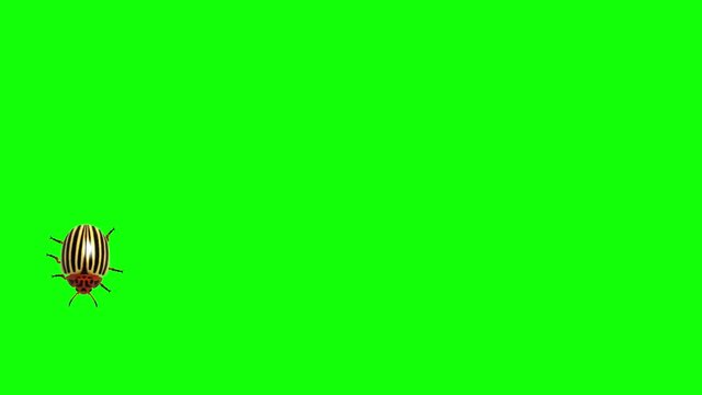 Colorado beetle on green screen CG animated, seamless loop