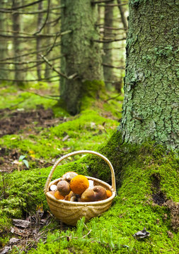 Fototapeta Deep forest and mushrooms basket