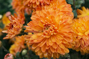 orange chrysanthemum flowers in the garden