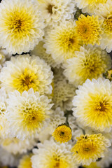 Fototapeta premium White and yellow chrysanthemum flowers in the garden