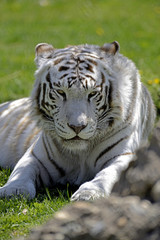 White tiger lying in grass