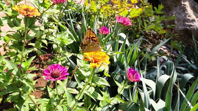 Sch&ouml;ne Schmetterling sammelt Nektar auf der Zinnien Blume.