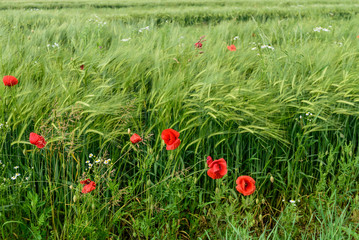 papaveri in campo