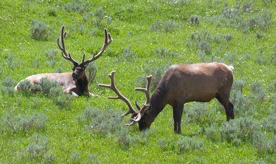 Wapiti Elk