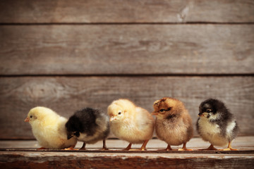 Fototapeta premium little kid chick standing on wooden background