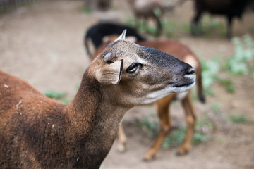 Wild goats in zoo