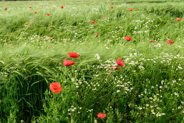 papaveri in campo